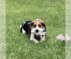 Beagle Dogs for adoption in Tampa, FL, USA