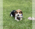 Johnny Cash - Male Beagle Dog for Adoption - Small photo