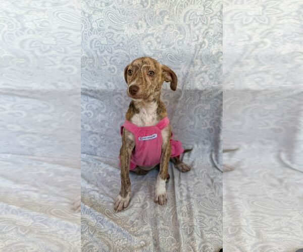 Medium Photo #2 Chihuahua-Unknown Mix Puppy For Sale in NYC, NY, USA