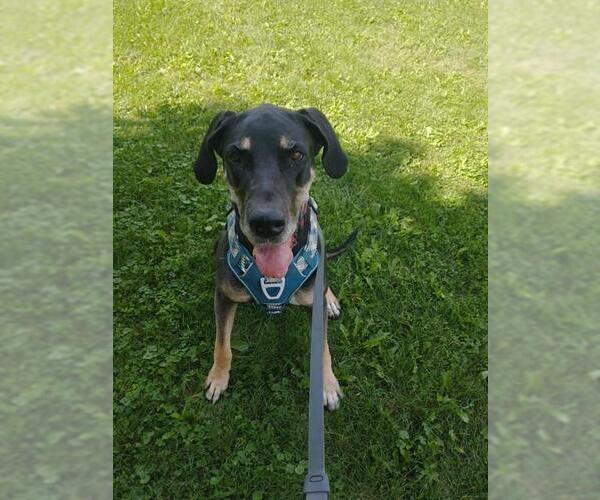 Medium Photo #3 Great Dane Puppy For Sale in London, Ontario, Canada