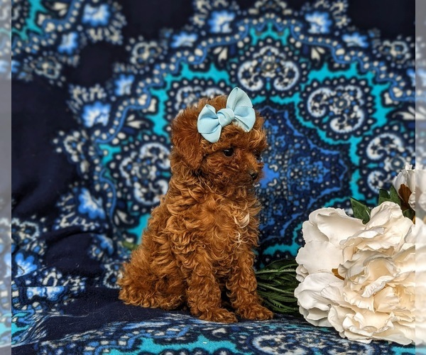 Medium Photo #6 Poodle (Toy) Puppy For Sale in PARADISE, PA, USA