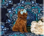 Small Photo #6 Poodle (Toy) Puppy For Sale in PARADISE, PA, USA