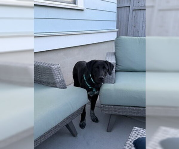 Medium Photo #3 Labrador Retriever-Unknown Mix Puppy For Sale in Sandy, UT, USA