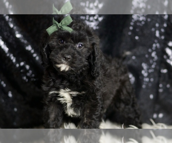 Medium Photo #103 Cavapoo Puppy For Sale in WARSAW, IN, USA