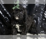 Small Photo #103 Cavapoo Puppy For Sale in WARSAW, IN, USA