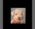 Small Photo #2 Boxer Puppy For Sale in LEWISBURG, WV, USA