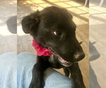 Small #4 Borador