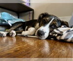 Small #3 American Pit Bull Terrier Mix