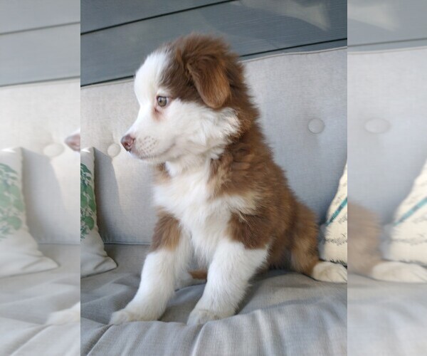 Medium Photo #1 Australian Shepherd Puppy For Sale in NEW YORK MILLS, MN, USA