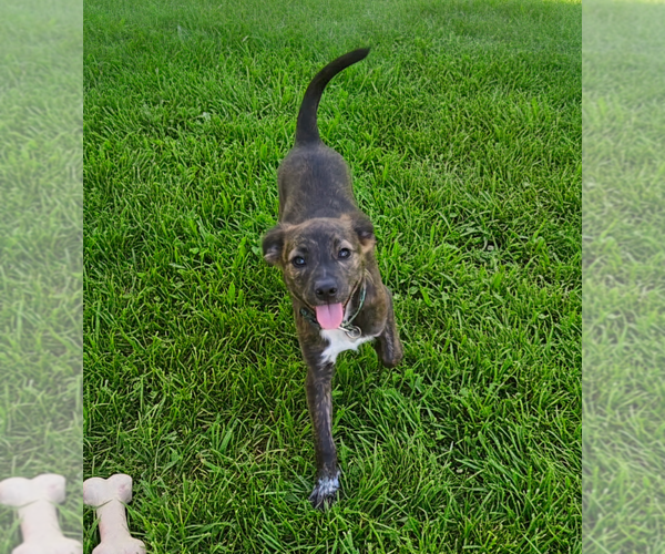 Medium Photo #3 Labrador Retriever-Unknown Mix Puppy For Sale in Holly Springs, NC, USA