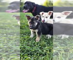 Small #2 Huskies  Mix