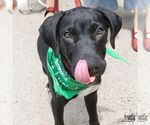 Small Photo #5 Labrador Retriever-Retriever  Mix Puppy For Sale in Washington, DC, USA