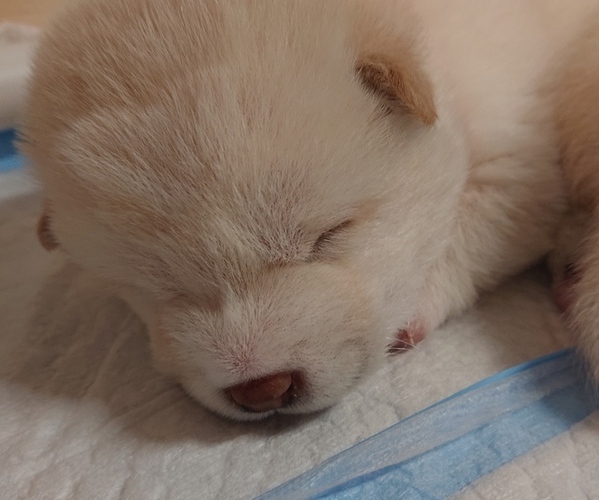 Medium Photo #1 Shiba Inu Puppy For Sale in DALY CITY, CA, USA