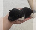 Small Photo #16 Akita Puppy For Sale in STRAFFORD, MO, USA
