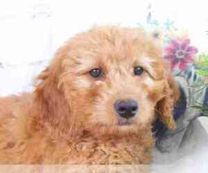 Goldendoodle (Miniature) Puppy for sale in RED LION, PA, USA