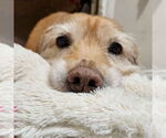 Small #8 Golden Retriever Mix