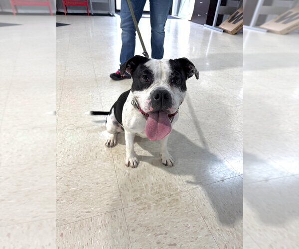 Medium Photo #10 American Bulldog-Unknown Mix Puppy For Sale in Pierceton , IN, USA