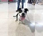 Small #9 American Bulldog Mix