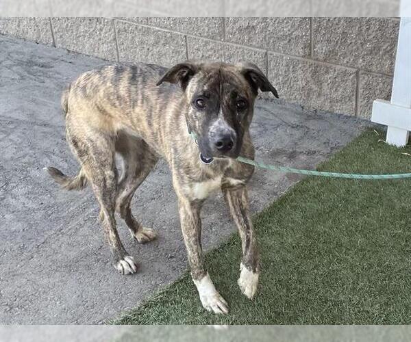 Medium Photo #1 Mutt Puppy For Sale in Modesto, CA, USA