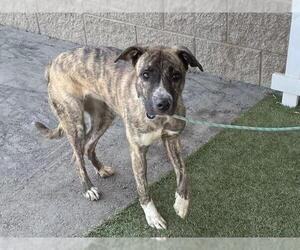 Mutt Dogs for adoption in Modesto, CA, USA