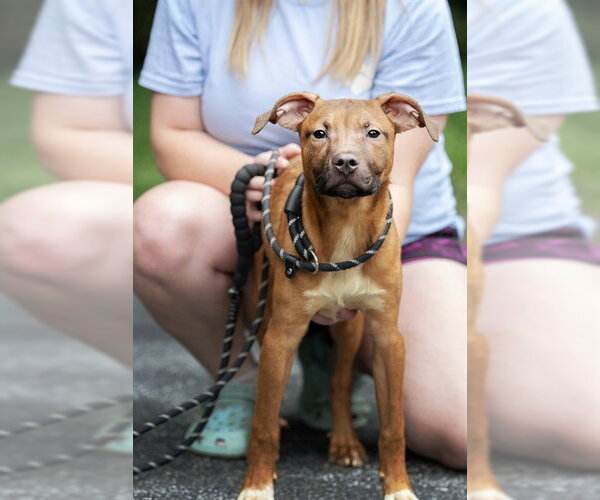 Medium Photo #1 Mutt Puppy For Sale in Belleville, IL, USA