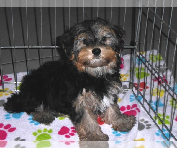 Medium Photo #2 Havashire Puppy For Sale in ORO VALLEY, AZ, USA