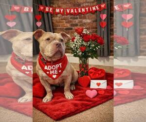 Mutt Dogs for adoption in Rockville, MD, USA