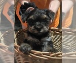 Small Yorkshire Terrier