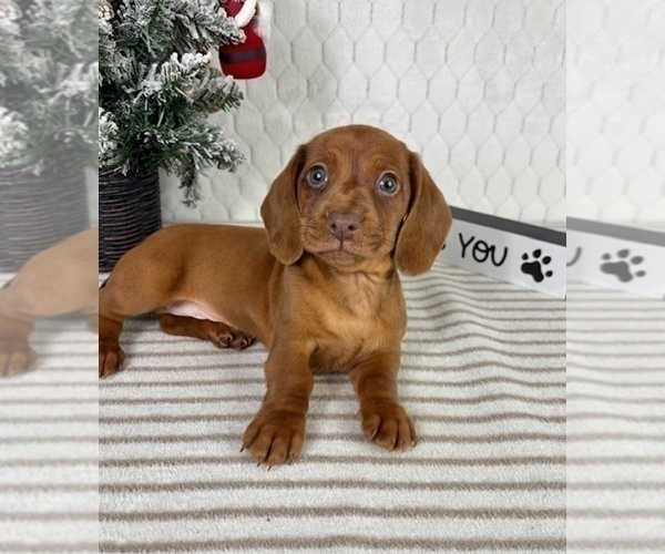 Medium Photo #4 Dachshund Puppy For Sale in GREENFIELD, IN, USA