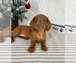 Small #3 Dachshund