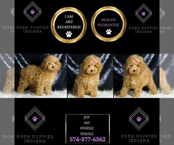 Medium Photo #6 Poodle (Toy) Puppy For Sale in WARSAW, IN, USA