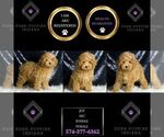 Small #5 Poodle (Toy)