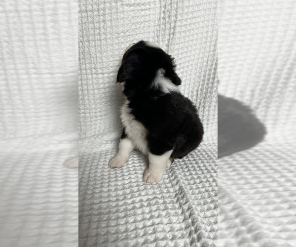 Medium Photo #23 Miniature Australian Shepherd Puppy For Sale in NEW PORT RICHEY, FL, USA