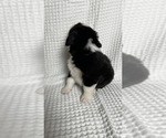 Small Photo #23 Miniature Australian Shepherd Puppy For Sale in NEW PORT RICHEY, FL, USA