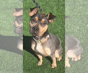 Australian Kelpie-Chinese Shar-Pei Mix Dogs for adoption in Chandler, AZ, USA