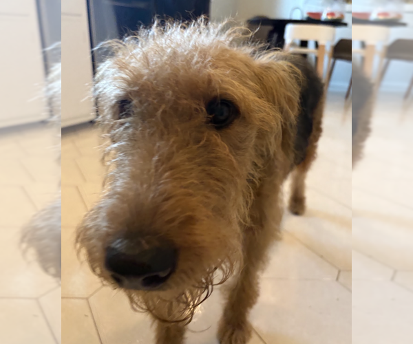 Medium Photo #3 Airedale Terrier Puppy For Sale in Brooklyn, NY, USA