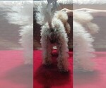 Small Photo #3 Poodle (Toy) Puppy For Sale in SALUDA, SC, USA