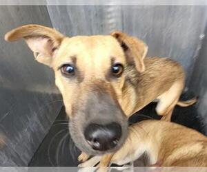 Mutt Dogs for adoption in San Antonio, TX, USA