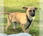 Small #2 Dachshund Mix