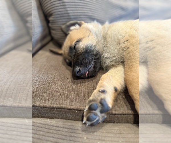 Medium Photo #1 Belgian Malinois Puppy For Sale in TOMS RIVER, NJ, USA