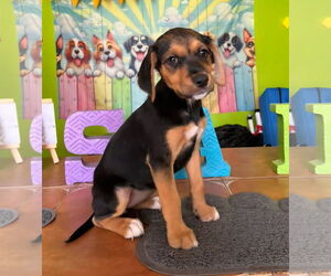 Chihuahua-Unknown Mix Dogs for adoption in Virginia Beach, VA, USA