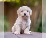 Small #3 Poodle (Miniature) Mix