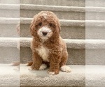 Small Photo #4 Goldendoodle (Miniature) Puppy For Sale in ARCADIA, CA, USA