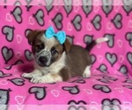 Small Photo #9 Cowboy Corgi Puppy For Sale in LAKELAND, FL, USA