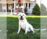 Small Photo #1 Labrador Retriever Puppy For Sale in SYRACUSE, IN, USA