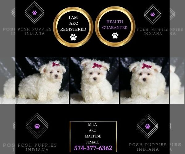 Medium Photo #2 Maltese Puppy For Sale in WARSAW, IN, USA