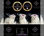 Small #1 Maltese