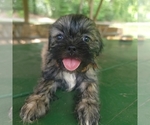 Puppy Puppy 4 Brown Shih Tzu