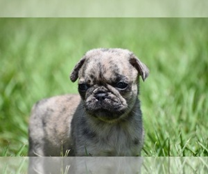 Pug Puppy for sale in PALM COAST, FL, USA