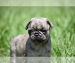 Image preview for Ad Listing. Nickname: Buzz